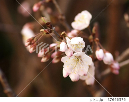 春を知らせるさくらんぼの花 87666576
