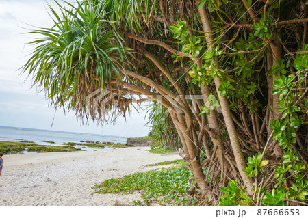 沖縄県の透明度の高いきれいな海と砂浜 87666653
