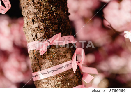 桜神宮 河津桜 縁結びの木 花帯 夜 桜神宮 河津桜 縁結びの木 花帯 夜 87666694