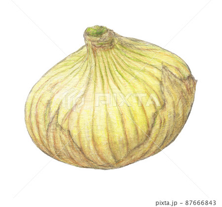 新玉ねぎ　春野菜　手描き 87666843