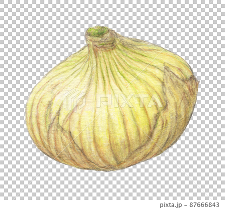 New onions, spring vegetables, hand-painted 87666843