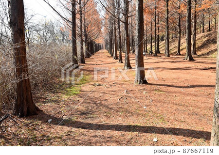 公園 景色 森 87667119
