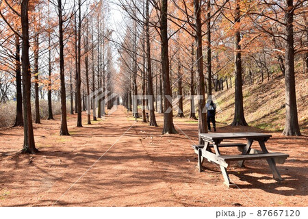 公園 景色 森 87667120