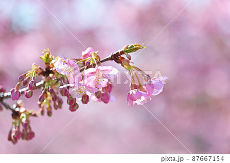 河津桜 河津桜 87667154
