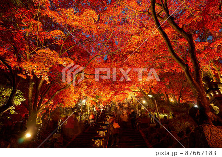 神奈川県 大山寺の紅葉 神奈川県 大山寺の紅葉 87667183