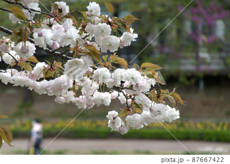 春 桜 花 87667422