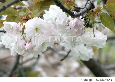 春 桜 花 87667423