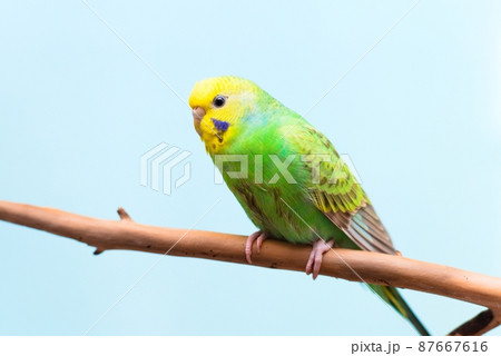 枝にとまるセキセイインコの全身 87667616
