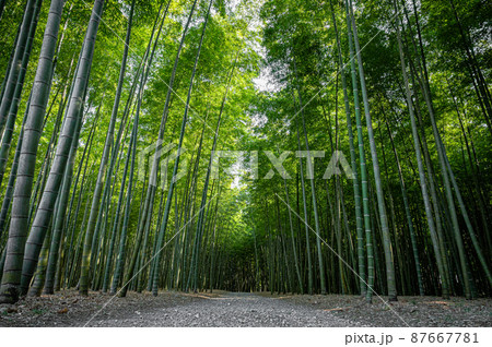 竹林 竹林 87667781