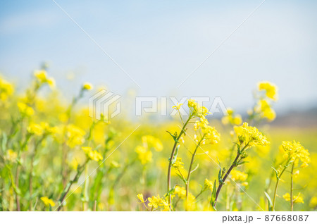 春の菜の花 87668087