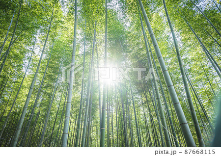 竹林 87668115