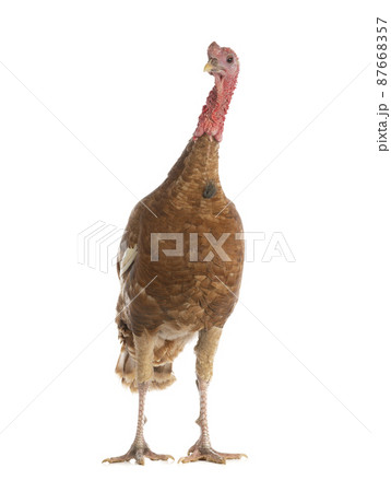 brown turkey isolated on white background 87668357