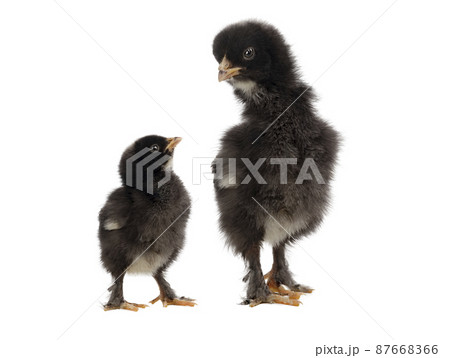 little chicken looks at the big one isolated on white background little chicken looks at the big one isolated on white background 87668366