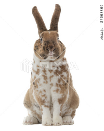 beautiful spotted rabbit isolated on white background 87668369