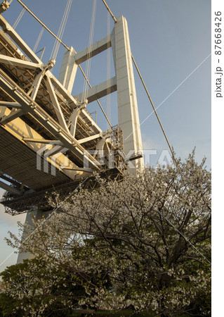 高架下に咲く桜 87668426