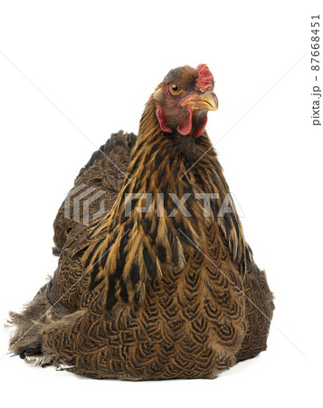 chicken brahma isolated on white background chicken brahma isolated on white background 87668451