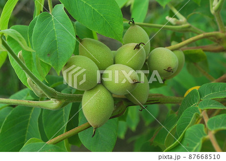 まだ青いオニグルミの実 まだ青いオニグルミの実 87668510