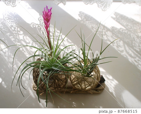 レースのカーテン越しの光の中のチランジアの花 87668515