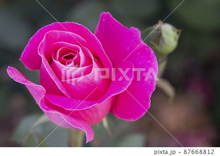 バラ バラの花 夏 87668812