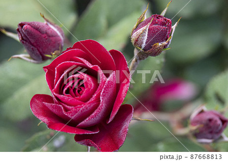 バラ バラの花 夏 87668813