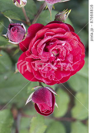 バラ バラの花 夏 87668816