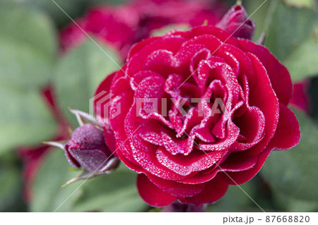 バラ バラの花 夏 87668820