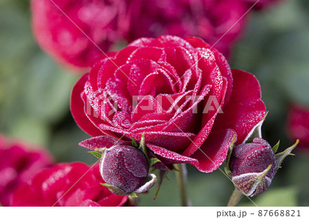 バラ バラの花 露 87668821