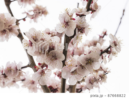 梅の花 87668822