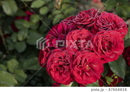 バラ バラの花 露 87668838