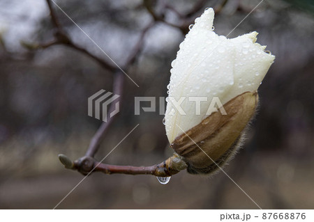 マグノリア 開花 純白 87668876