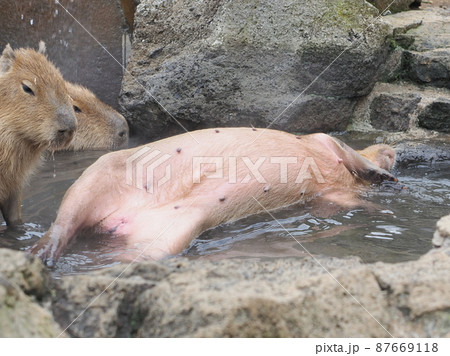 カピバラ <伊豆シャボテン公園> 87669118