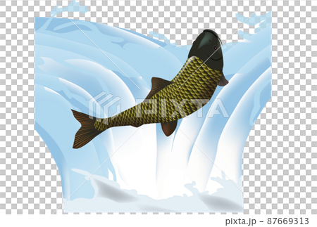 鯉魚的動態 鯉魚的動態 87669313