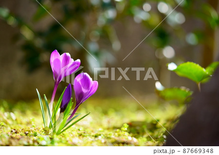庭に訪れた春の使者・芽生えのクロッカス 87669348