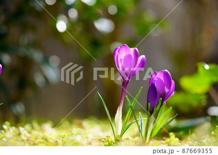 庭に訪れた春の使者・芽生えのクロッカス 87669355