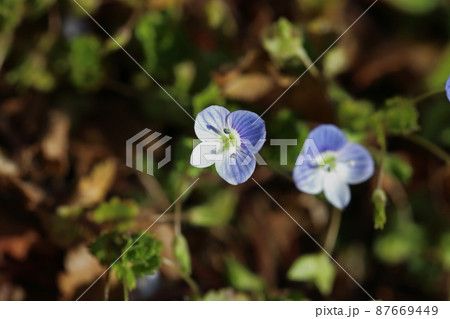 早春の野原に咲くオオイヌノフグリの青色の花 早春の野原に咲くオオイヌノフグリの青色の花 87669449