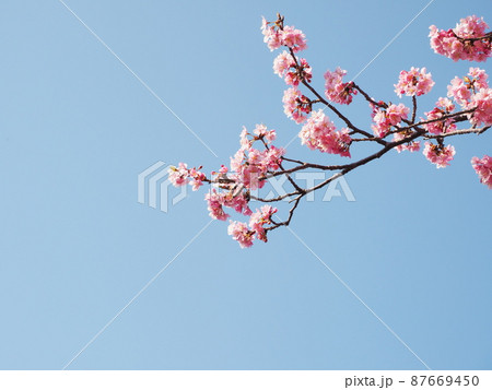 河津桜と青空 河津桜と青空 87669450