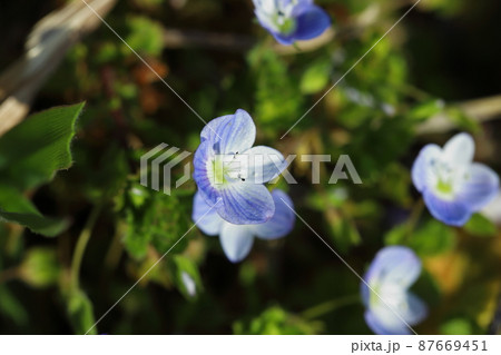 早春の野原に咲くオオイヌノフグリの青色の花 早春の野原に咲くオオイヌノフグリの青色の花 87669451