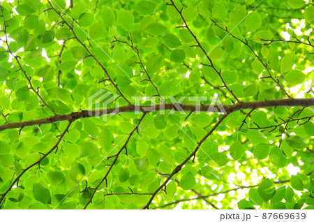 新緑の天井 87669639