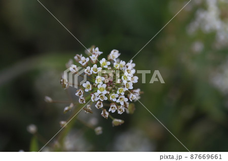 日本の早春の野原に咲く白いナズナの花 87669661