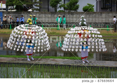 壬生の花田植 壬生の花田植 87669664