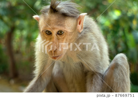 Indian macaques, bonnet macaques, or (lat. Macaca radiata). Indian macaques, bonnet macaques, or (lat. Macaca radiata). 87669751