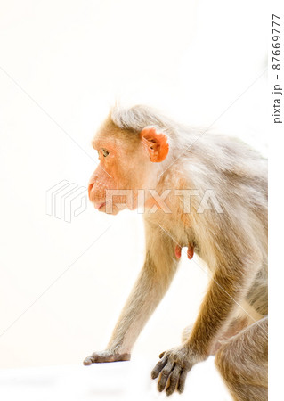 Indian macaques, bonnet macaques, or (lat. Macaca radiata). Indian macaques, bonnet macaques, or (lat. Macaca radiata). 87669777