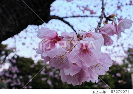 Pink kanzakura flowers - Stock Photo [87670072] - PIXTA