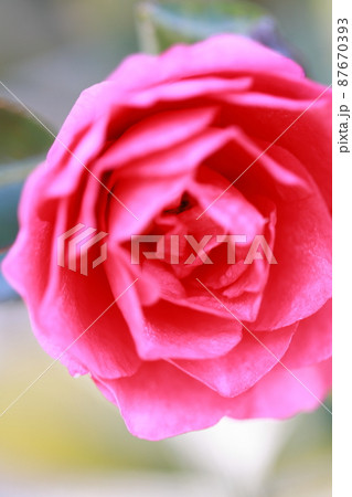 山茶花 0007 山茶花 0007 87670393