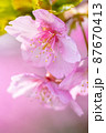 河津桜・マクロ 河津桜・マクロ 87670413