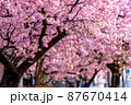 河津桜・並木 河津桜・並木 87670414