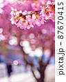 河津桜・歩道沿い 河津桜・歩道沿い 87670415