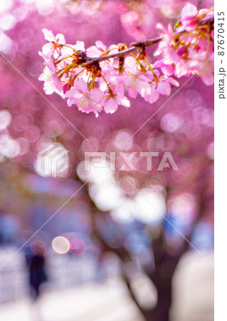 河津桜・歩道沿い 87670415