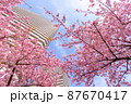 河津桜と高層マンションと青空 河津桜と高層マンションと青空 87670417