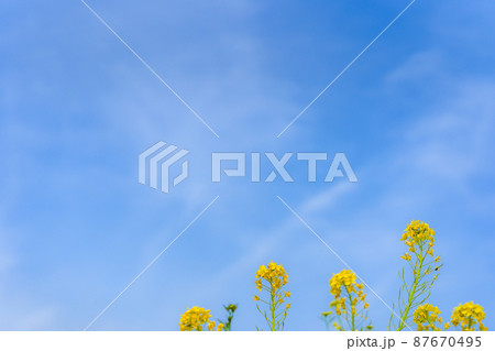 満開の菜の花 満開の菜の花 87670495
